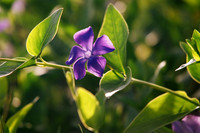 Coast Wild Flower