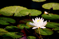 Lilly