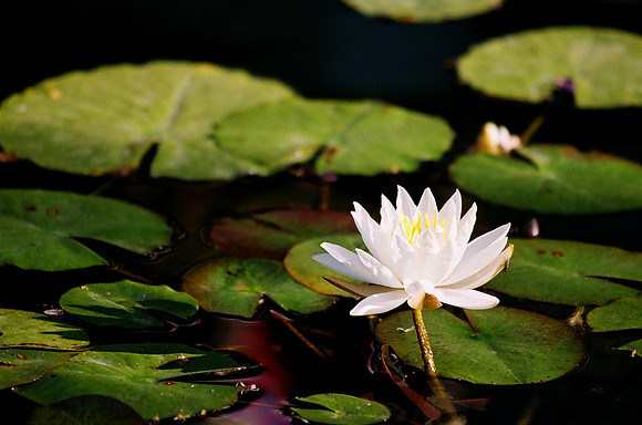 Lilly
