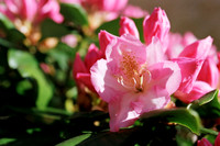 Rhody