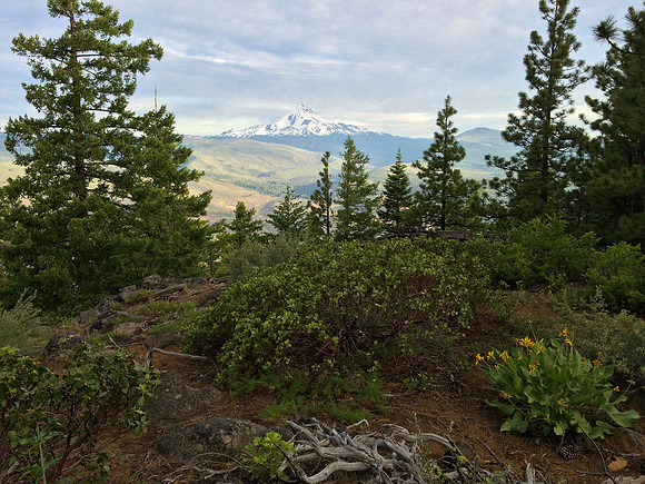 Mt. Jefferson from Green Ridge