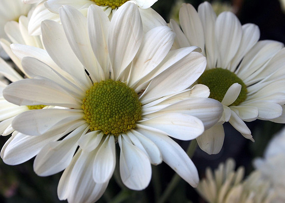 White Daisy