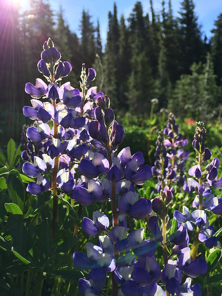 Lupine With Sun