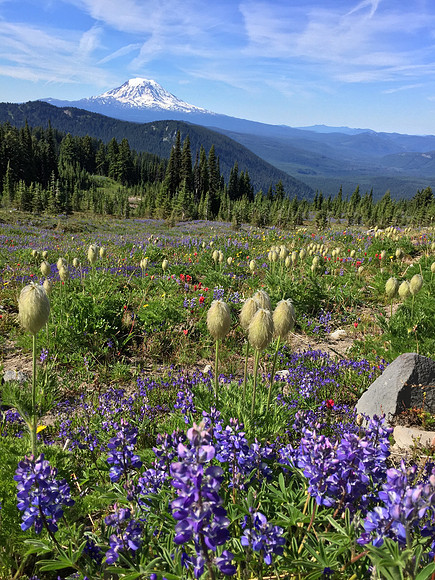 Mt Adams and Wildflowers 1