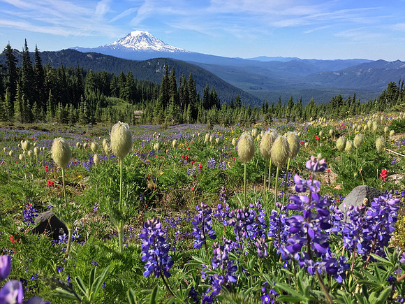 Mt Adams and Wildflowers 2