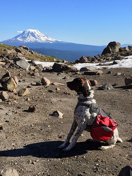 Tabor Admiring Mt Adams