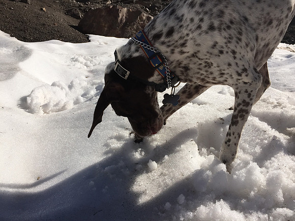 Tabor Eating Snow at Goat Lake