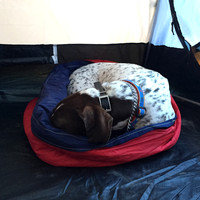 Tabor Enjoying His New Bed