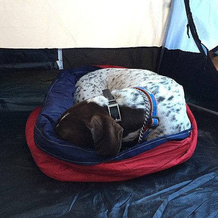 Tabor Enjoying His New Bed