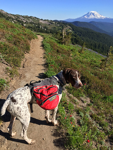 Tabor Hiking in front of Mt Adams
