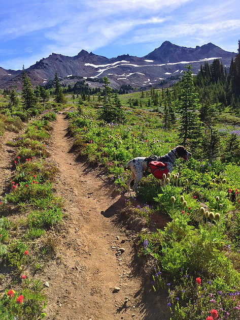 Tabor in Front of Goat Rocks
