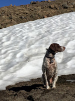 Tabor Resting Next to Snow at Goat Lake