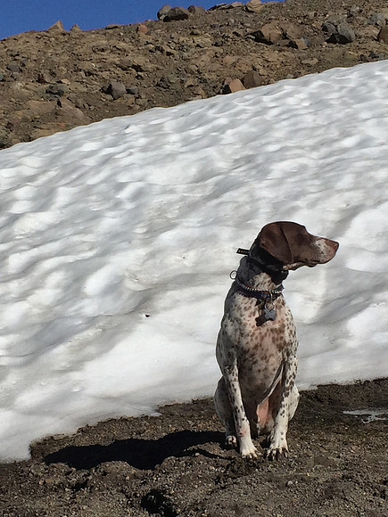 Tabor Resting Next to Snow at Goat Lake