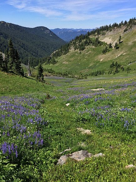 View Down Cispus Basin 1