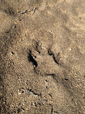 Animal Track