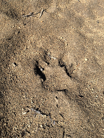 Animal Track