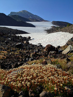 Flowers snow and South Sister