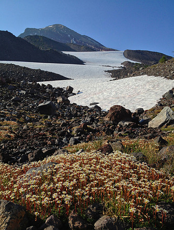 Flowers snow and South Sister