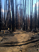 Trail through Pole Creek burn