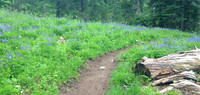 Flowers on Trail