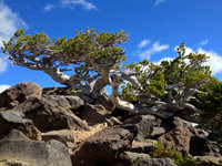 Whitebark Pine on the trail