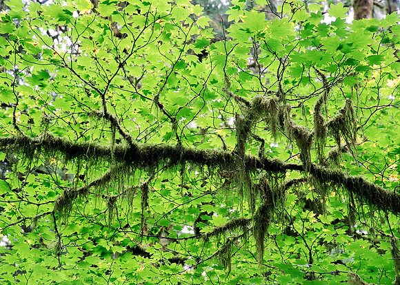Quinault Rain Forest