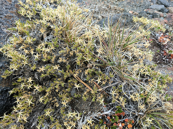 Flora 1