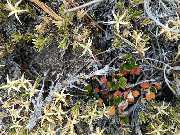 Flora 2