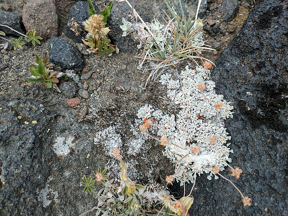 Flora 3