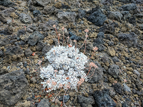 Flora 4