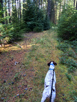 Old Logging Road