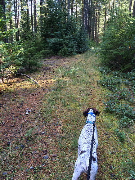Old Logging Road