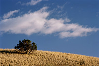 Desert Scenes