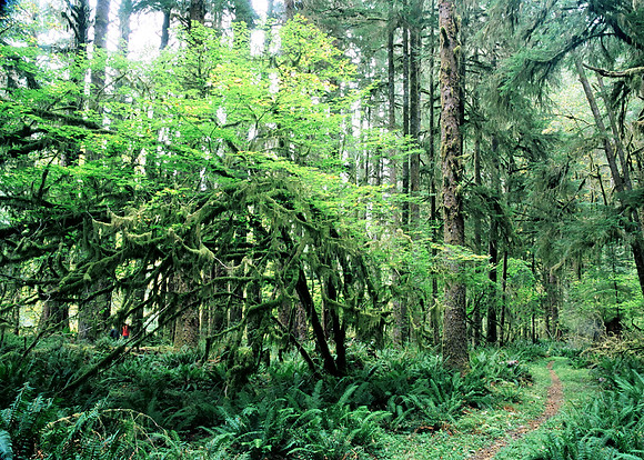 Quinault Rain Forest