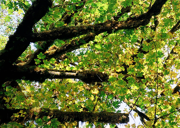 Quinault Rain Forest