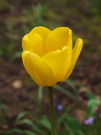 Yellow Tulip 1