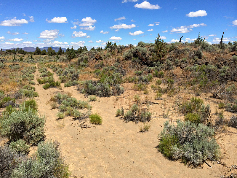 Trail Through Sagebrush