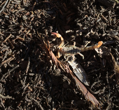 Scorpion