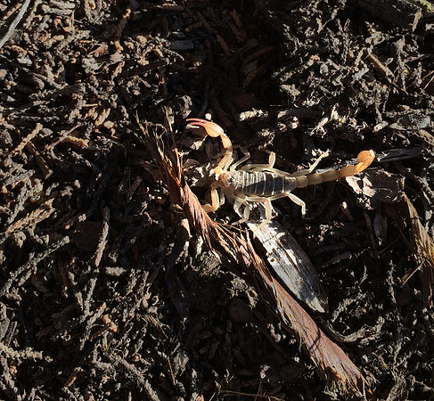 Scorpion