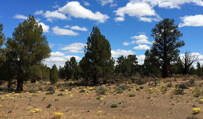 Wild Flowers
