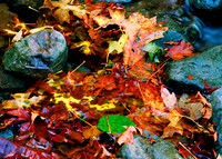 Fall Leaves 1