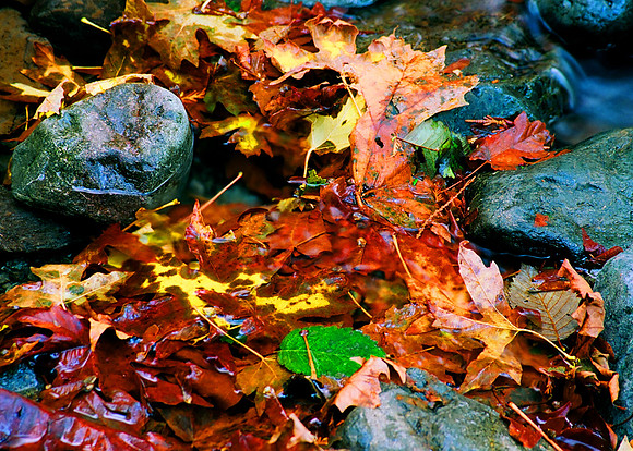 Fall Leaves 1