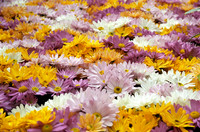 Field of Color