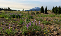 Mt Bachelor and wild flowers