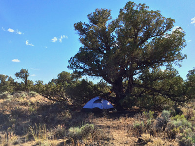 Tent Under Juniper