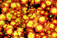 Fall Mums