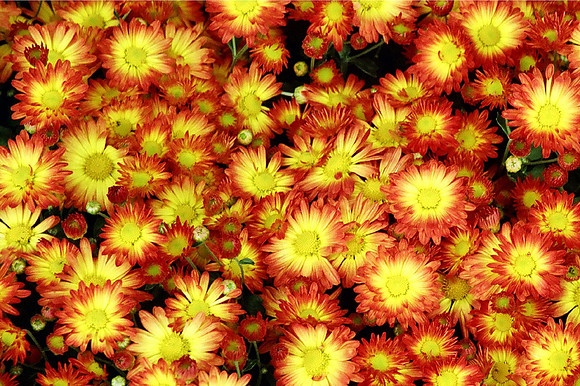 Fall Mums