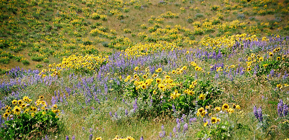 More Wild Flowers on Columbia Ridge