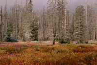 Santiam Pass