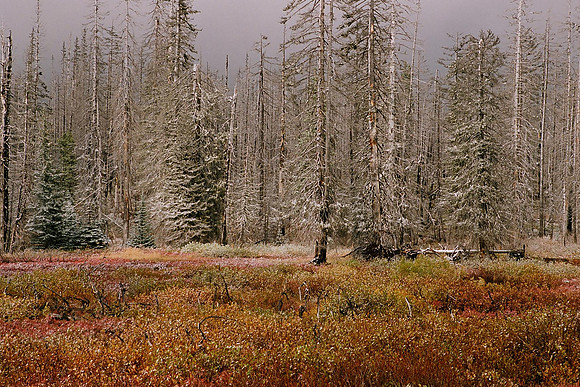 Santiam Pass